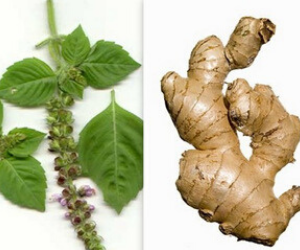 Ginger-Tulsi