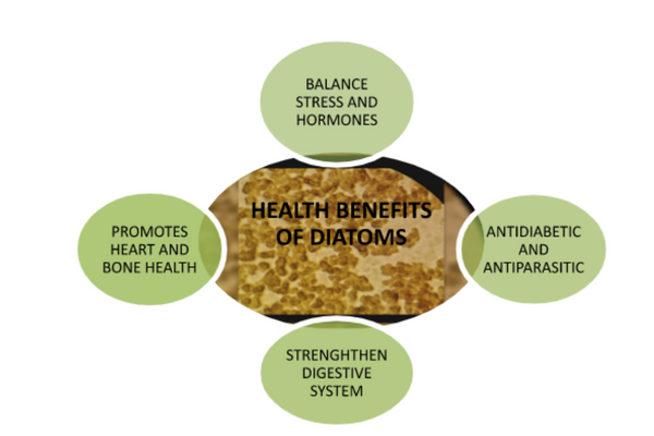 Diatoms as food and feed supplements promoting several health benefits