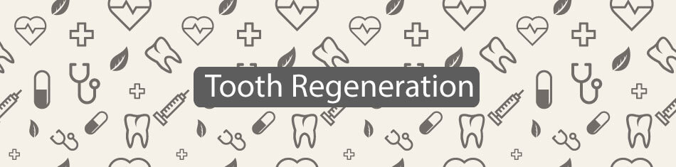 Tooth-Regeneration