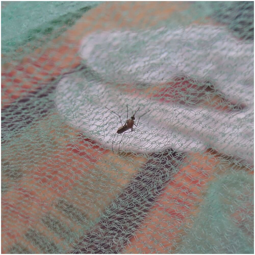 Mosquito Net may Prevent Malaria