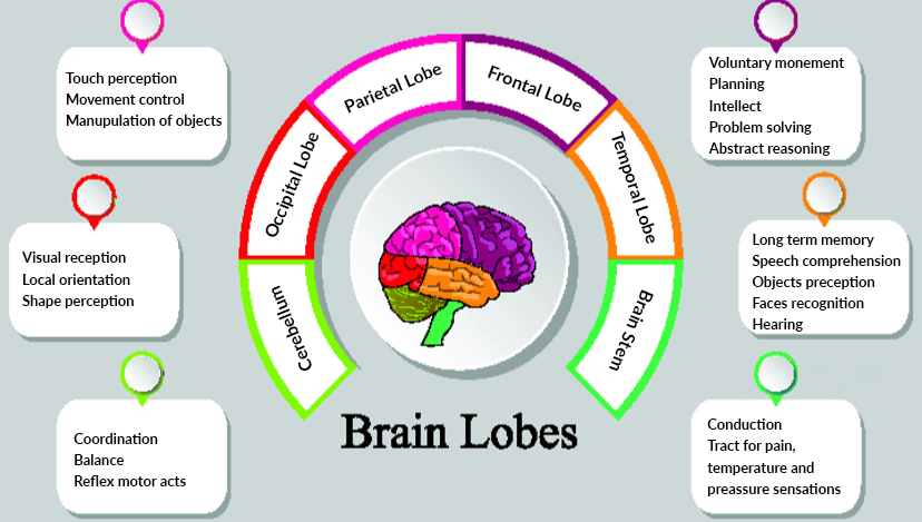 brain lobes