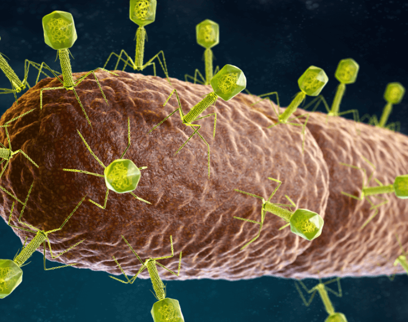 Natures own antibiotic bacteriophage virus featured image for wordpress and facebook