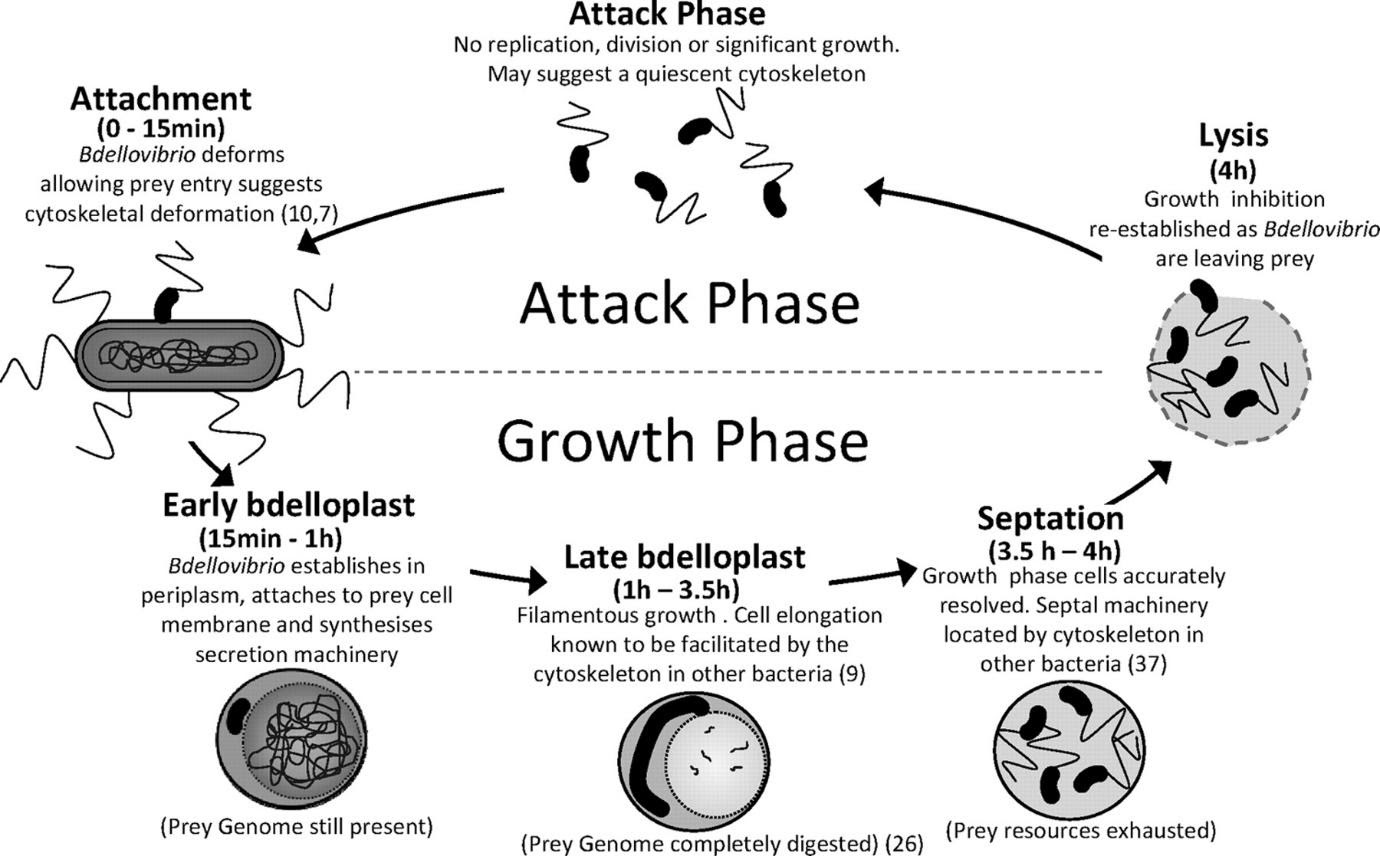 Predatory bacteria a potential solution for combating superbugs