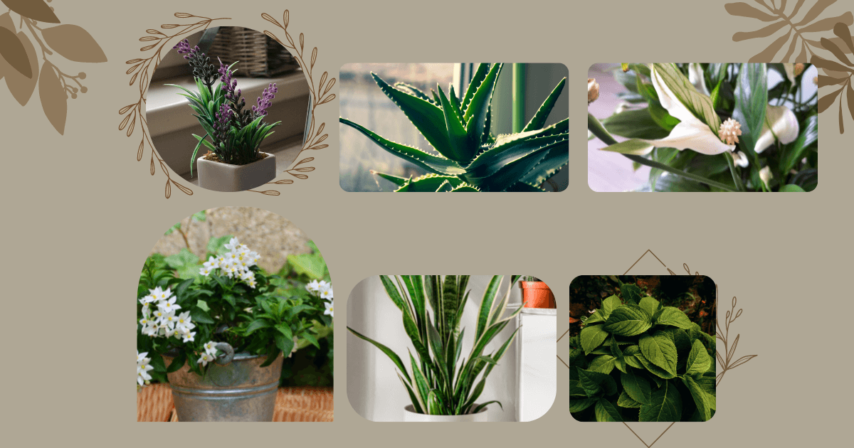 Anxiety and Stress-Relieving Indoor Plants
