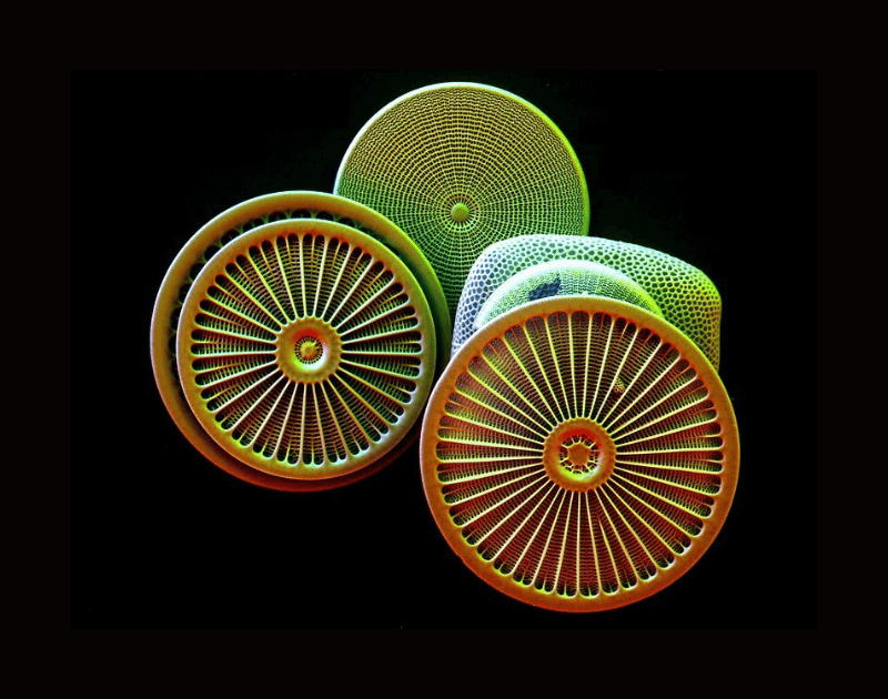 Diatoms as food and feed supplements promoting several health benefits