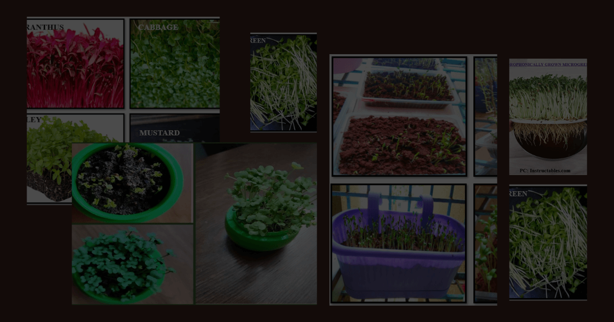 Microgreens: The Most Impressive And Evolving Superfood Of The Modern Times