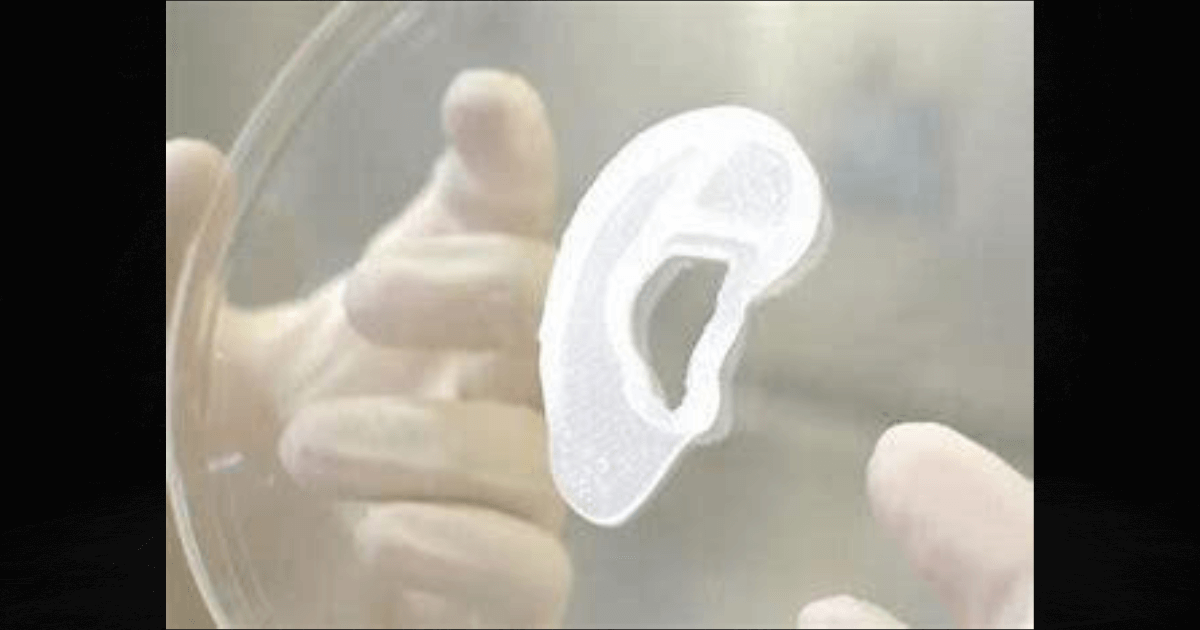 Replacement Ear Made From Ear Cells